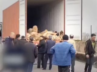 خفگی چوپان همراه با ۱۰۰ گوسفند در کابین تریلی+ ویدیو