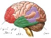 بیماری آلزایمر را بهتر بشناسیم