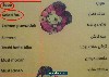 منوی انگلیسی یک رستوران ایرانی - فقط برای خنده 