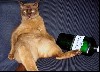 عکس گربه های چاق که برای بی بی سی فرستاده شده