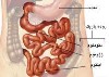 ‌تغییر در اجابت بیش‌از دوهفته از علائم سرطان روده بزرگ باشد