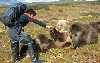 عکسهایی از زندگی مردی با خرس ها 