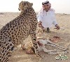 شکار به روش سعودی - عکس