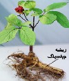 جینسینگ Ginseng و خواص آن