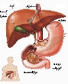 چگونه بفهمیم بیماری کیسه صفرا داریم؟