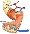 سلیاک؛ زندگی بدون نان