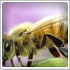 نیش ۱۵۰۰ زنبور ، سلامتی را به زن انگلیسی مبتلا به ام اس برگرداند