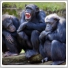 شامپانزه ها هم با هم می جنگند