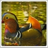 مرغابی ماندارین - عکس