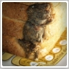 موش در نان صبحانه 