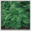 اسفناج (Spinach)