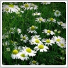 بابونه (Chamomile) و خواص آن