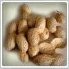 بادام زمینی (Peanut)