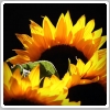 آفتاب گردان (Sunflower)