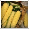 ذرت (Corn)