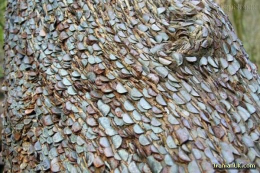 درخت هایی پوشیده شده از پول