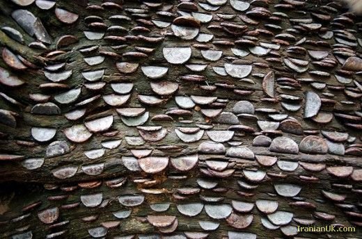 درخت هایی پوشیده شده از پول