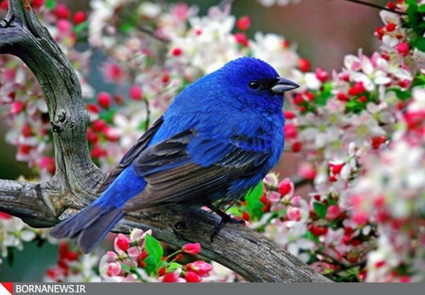 تصاویری دیدنی از پرندگان زیبا