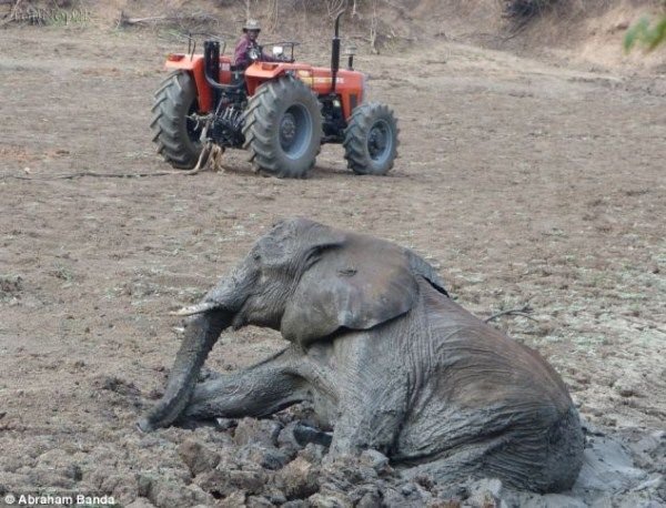 نجات یک فیل و نوزادش از درون چاله ای بزرگ از گل