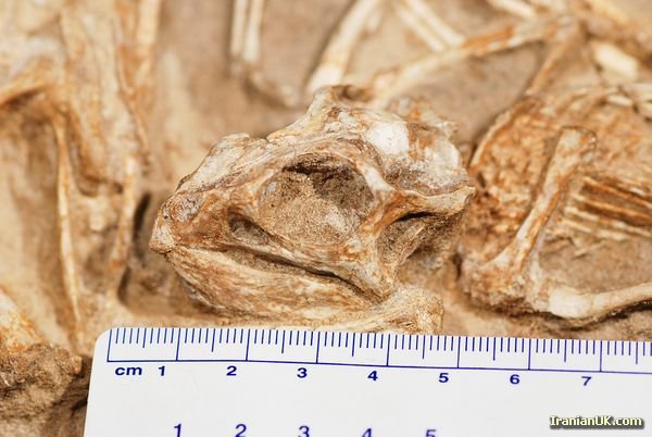کشف آشیانه ۷۵میلیون ساله و سرشار از بچه دایناسور