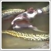آناکوندا ناتوان در هضم طعمه