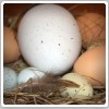 تخم‌مرغ یا تخم پرندگان؟