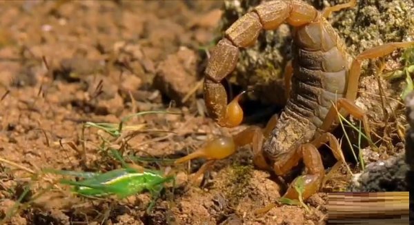 جنگ مرگبار عقرب ها