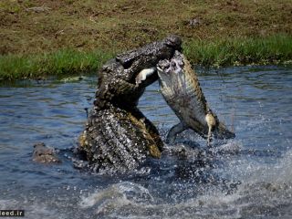 همنوع خواری در طبیعت : کروکودیل کوچک غذای کروکودیل بزرگتر