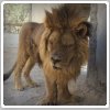 شیری که از شکنجه گاه خود نجات پیدا کرد و این‌بار به اسارت رفت