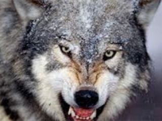 گرگ ۶ لوشانی را در استان گیلان درید