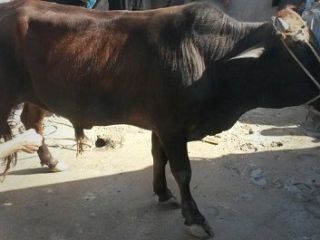 حمله گاو به ۱۵ تهرانی