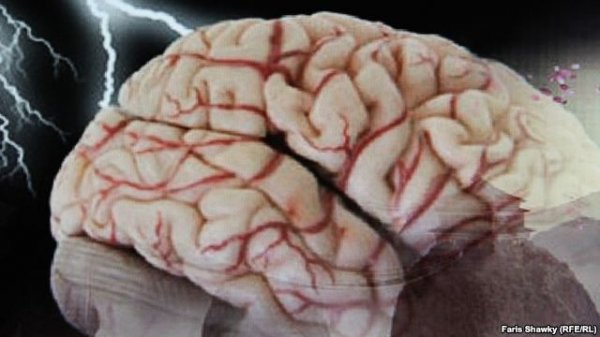 فروشنده مغز انسان دستگیر شد؛ مغز دانهای ۱۰۰ دلار فروشنده مغز انسان دستگیر شد؛ مغز دانهای ۱۰۰ دلار