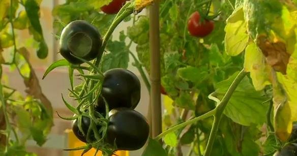 تولید گوجه فرنگی اصلاح شده، به رنگ بادمجان - ویدیو تولید گوجه فرنگی اصلاح شده، به رنگ بادمجان - ویدیو
