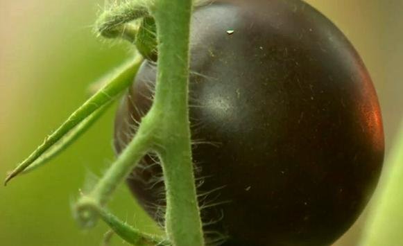 تولید گوجه فرنگی اصلاح شده، به رنگ بادمجان - ویدیو تولید گوجه فرنگی اصلاح شده، به رنگ بادمجان - ویدیو