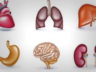 اندام انسان چه زمانی خود را پاکسازی می کند؟