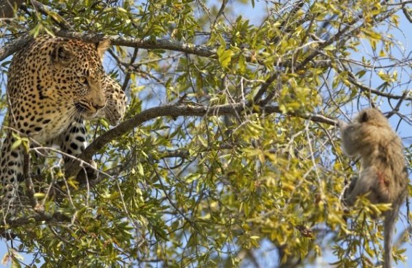 فرار بچه میمون از چنگ پلنگ