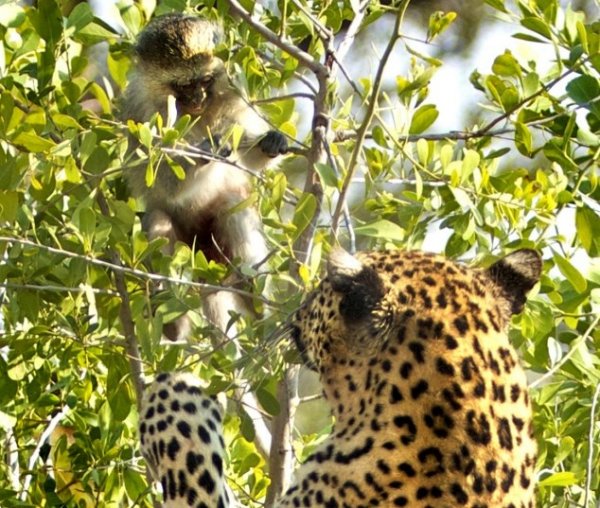 فرار بچه میمون از چنگ پلنگ