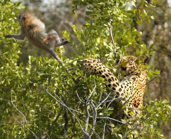 فرار بچه میمون از چنگ پلنگ