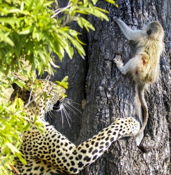 فرار بچه میمون از چنگ پلنگ