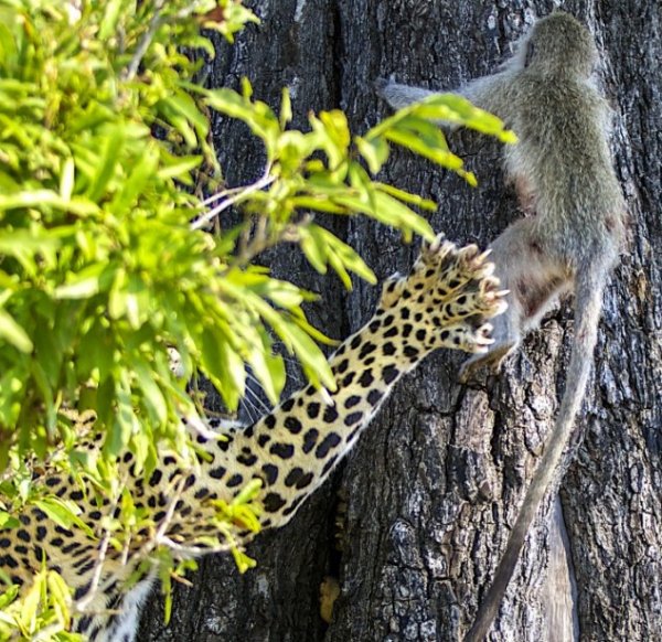 فرار بچه میمون از چنگ پلنگ