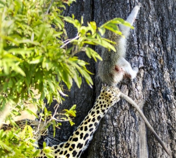 فرار بچه میمون از چنگ پلنگ