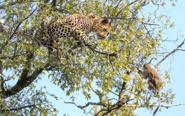 فرار بچه میمون از چنگ پلنگ