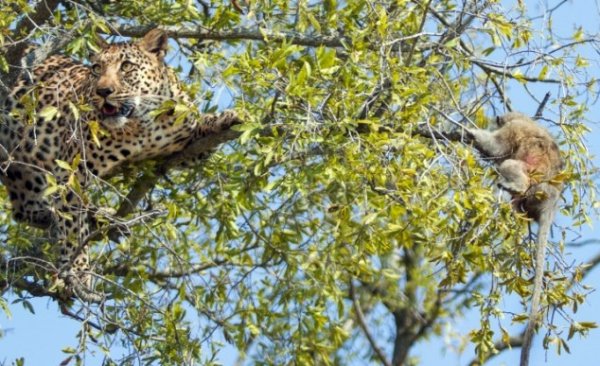 فرار بچه میمون از چنگ پلنگ