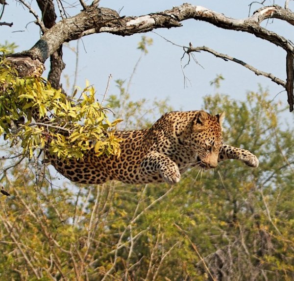 فرار بچه میمون از چنگ پلنگ