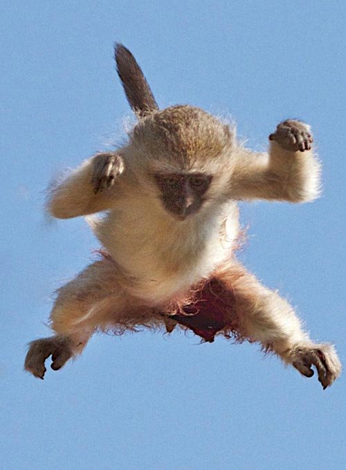 فرار بچه میمون از چنگ پلنگ