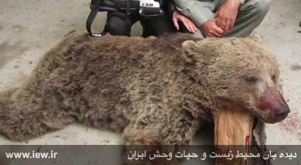 سال نو با کشتار خرس قهوه ای آغاز شد