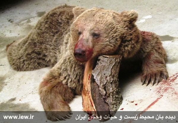 سال نو با کشتار خرس قهوه ای آغاز شد