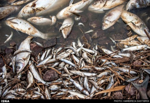 مرگ ۲ میلیون ماهی در سد فشافویه تهران