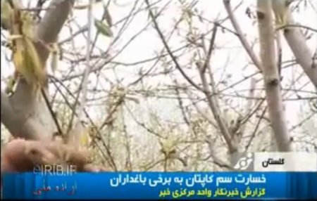 خسارت زیان بار سم غیر استاندارد کاپیتان به کشاورزان خسارت زیان بار سم غیر استاندارد کاپیتان به کشاورزان