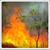 ده‌ها هکتار از جنگل‌های کهگیلویه بویراحمد در آتش سوخت